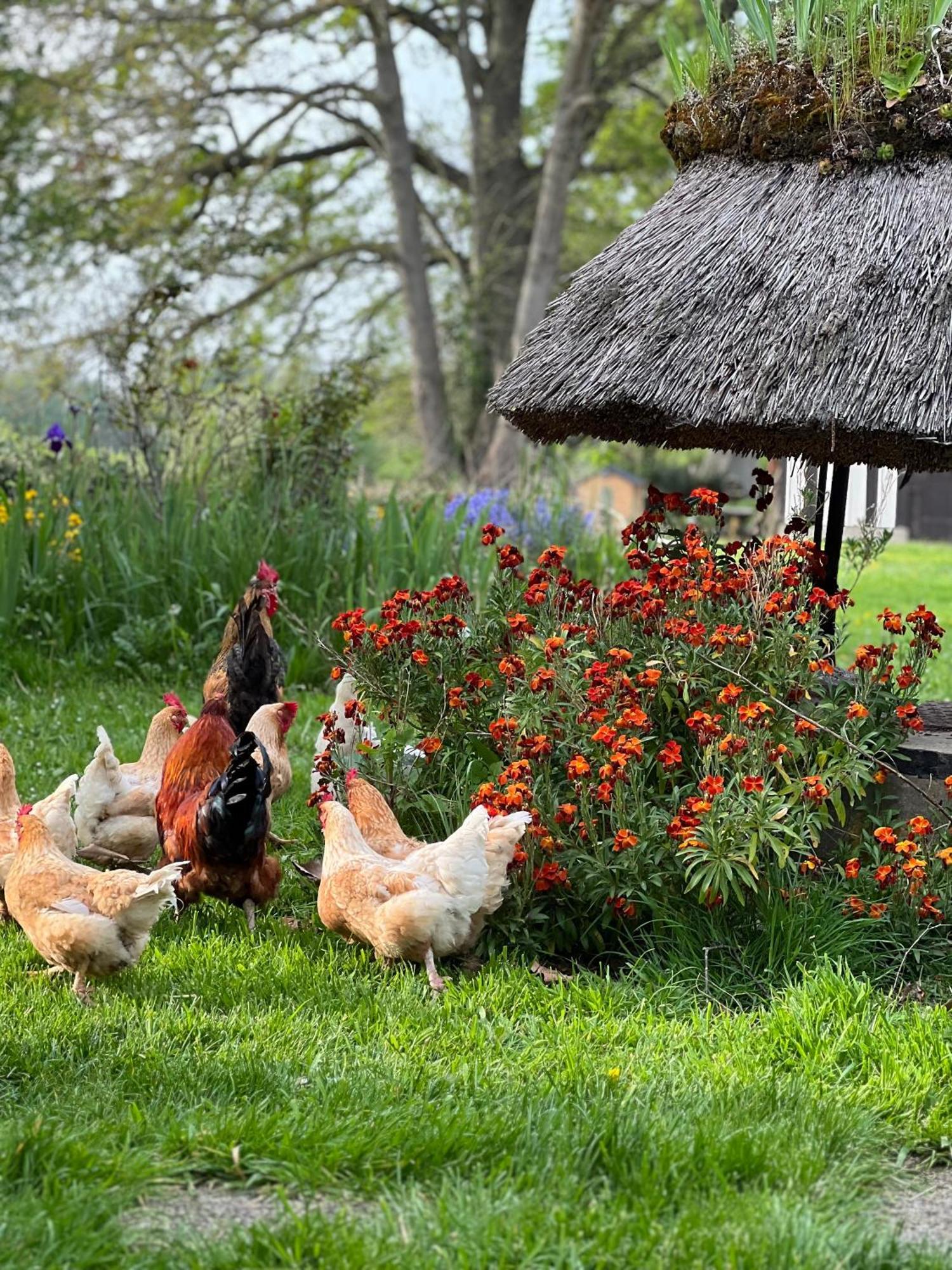 Bed and Breakfast Le Domaine Caribou Sainte-Opportune-la-Mare Exteriér fotografie